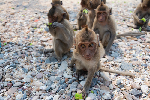 Curious young macaque monkey looking at the camera while eating fruit on a pebble beach with a troop of monkeys in the background.