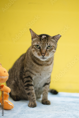 Serious Tabby Cat Sitting Next to Plush Dinosaur Toy on Yellow Background