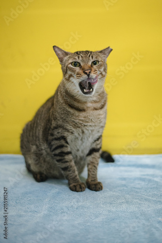 Curious Brown Tabby Cat Yawning Into Camera On Colorful Yellow Backdrop