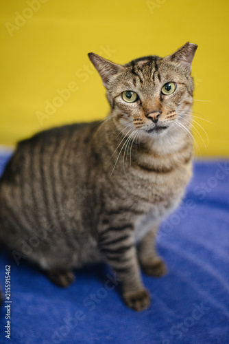 Stray Cat Standing on Blue Background and Yellow Wall