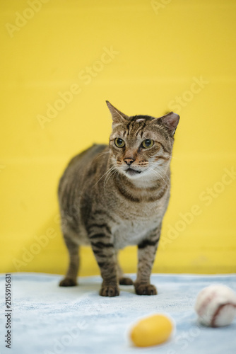 Tabby Cat Standing on Table with Toys Against Yellow Background, Studio Portrait