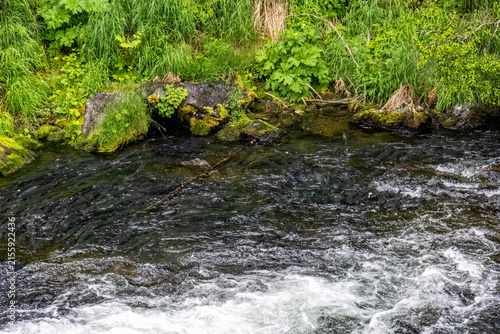 Sockeye salmon Oncorhynchus nerka schooling in clear river water by grassy bank at Russian River Alaska USA