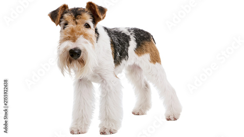 Quadro su tela Wire Fox Terrier dog with tri-color coat standing alert, isolated on transparent