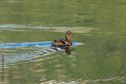 Female mallard Anas platyrhynchos swimming across ripples in green tinted water during afternoon light at Tern Lake near Moose Pass Alaska USA