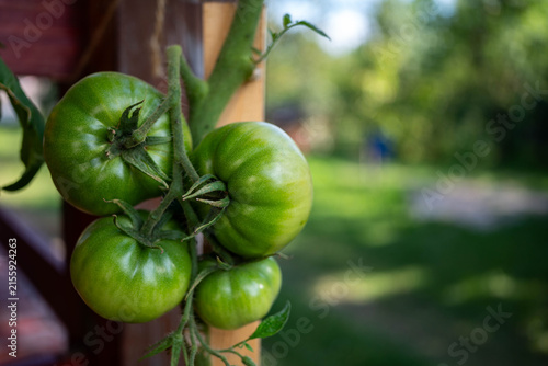 Homegrown green tomatoes close up shot, shallow depth of field, space for text.