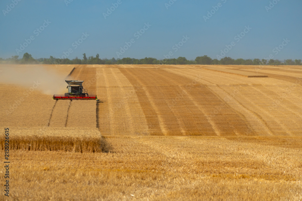 Naklejka premium Modern combine harvester working in a vast golden wheat field during harvest season at sunset
