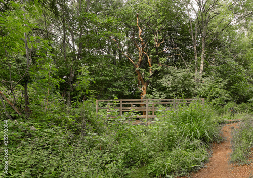 Attractive walk through trees around Lymm Dam, Lymm, Cheshire, UK