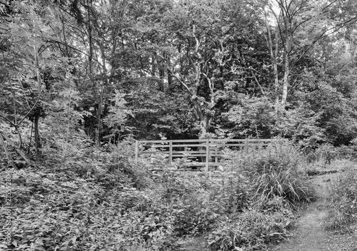 Attractive walk through trees around Lymm Dam, Lymm, Cheshire, UK