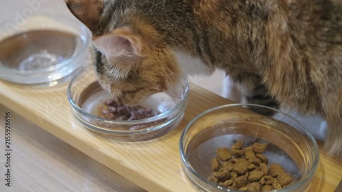 domestic cat eating wet food from glass bowl on wooden stand. hungry cat having tasty dinner near bowl with dry granules. concept of cat nutrition and healthy balanced pet feeding at home