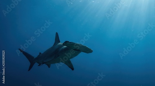Majestic Hammerhead Shark Swimming Through Deep Blue Ocean Water with Sun Rays Piercing the Surface