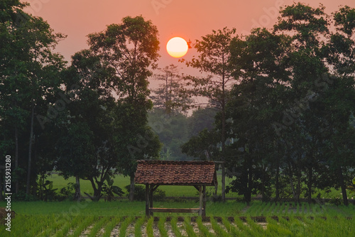 Fotografía Wooden hut in green rice field against glowing sun setting behind trees landscape