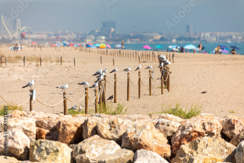 A summer beach scene with seagulls perched on a post on El Saler beach, Valencia, Spain