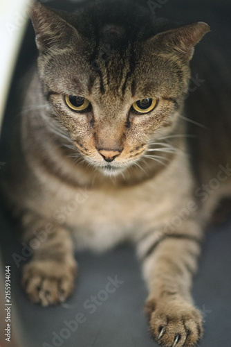 Sad Cat Sitting Inside Carrier Looking Away