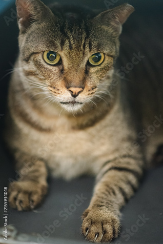 Close Up of Grey Cat Peeking from Under Furniture with Paw Extended