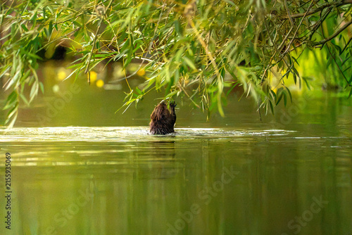 Foto Beaver chewing on branch suspended over river bank