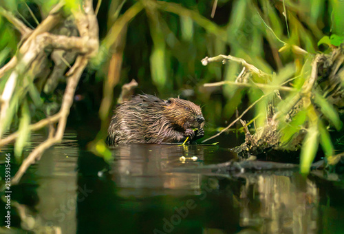 Obraz na plátne Beaver chewing on branches and leaves along the riverside
