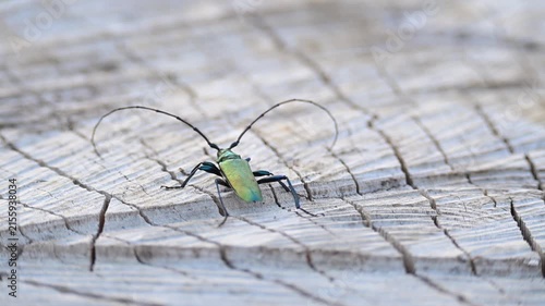 Musk beetle, Aromia moschata, perched on a dried-out stump, a colorful beetle with large antennae