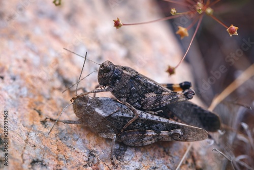 Photography Two grasshoppers closeup with male shielding female, mating behavior in nature