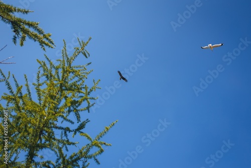 Kite bird flying above larch tree branches against clear blue sky, Siberia, Russia