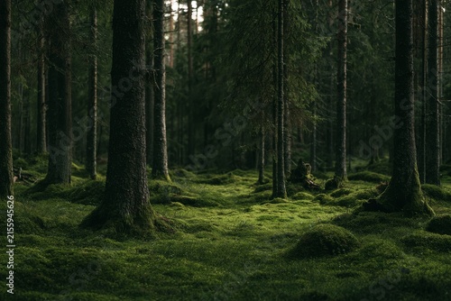 Evergreen Forest with Moss and Mist in a Wide Horizontal Frame