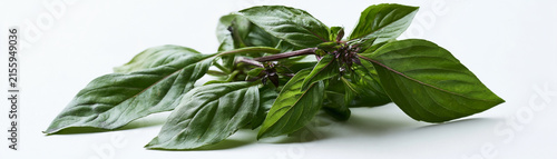 Fresh basil leaves on a white background, vibrant green and aromatic for cooking.