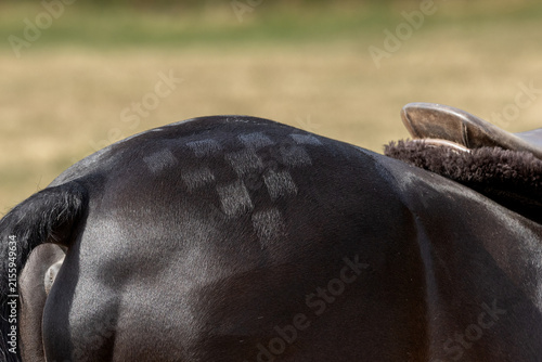 Grooming Quarter Marks on a show ponies bottom. Show turnout. Equestrian horse show. 