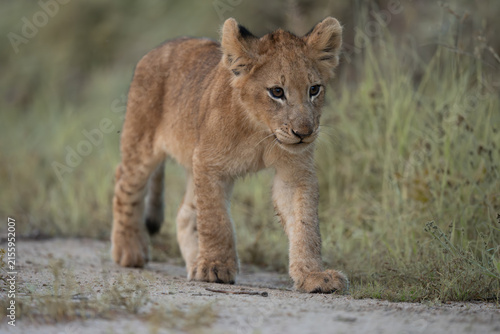 Photography African lion cub