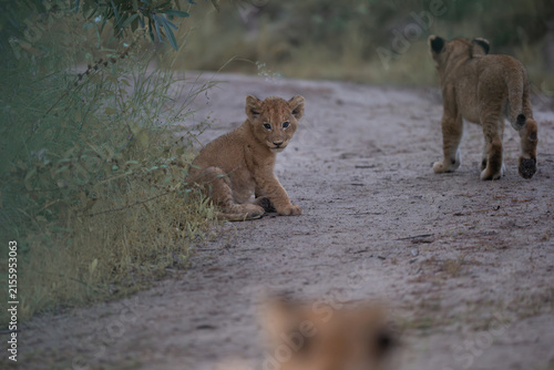 Photography African lion cub