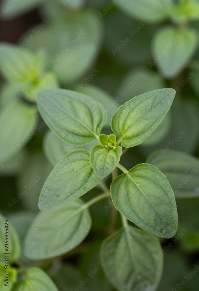 Naklejka premium Fresh green oregano plant with water droplets on leaves, natural herb garden and healthy cooking ingredient, this aromatic herb is a popular culinary