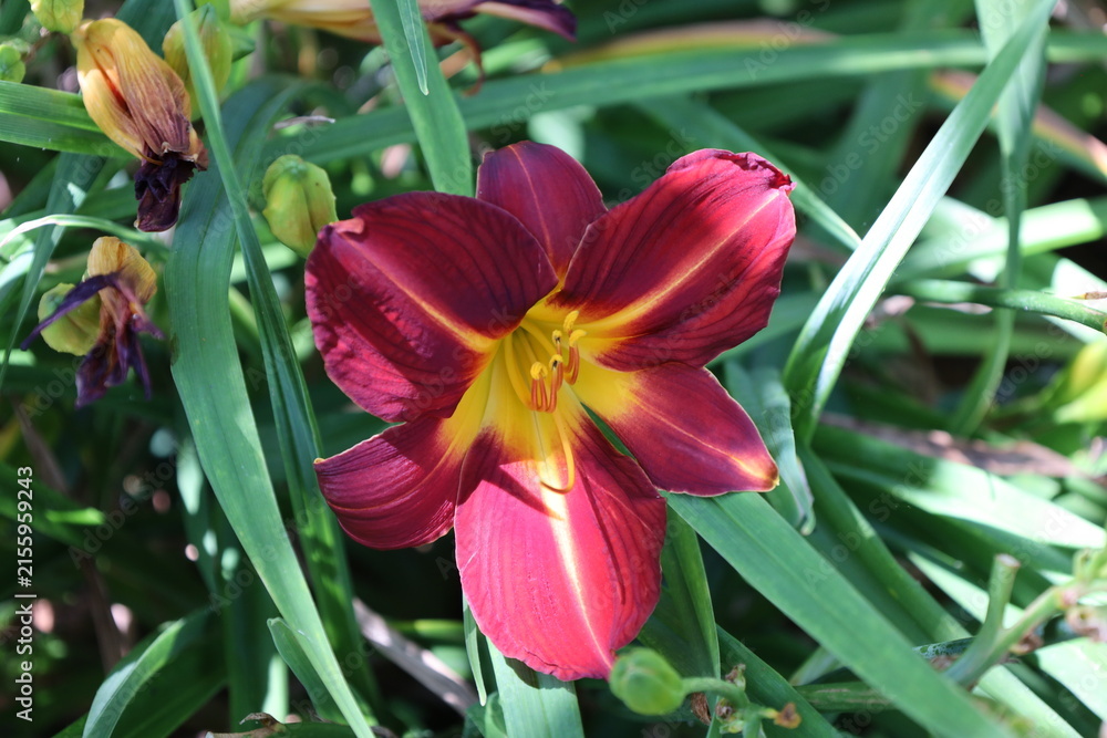Fototapeta premium vibrant red daylily blossom, deep crimson petals, glowing star-shaped yellow-to-green throat, prominent stamens (Hemerocallis) (macro, close-up, sun-dappled) 6026