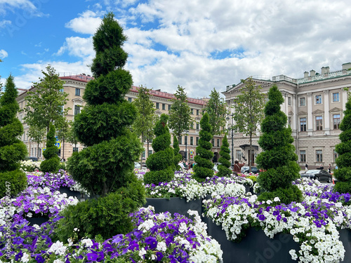 Thuja Smaragd or Thuja occidentalis Smaragd shaped as ornamental topiary trees