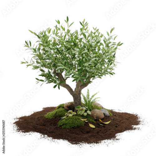 Small Decorative Olive Tree Plant Potted in Rich Fertile Garden Soil with Natural Moss and Stones for Landscape Design and Interior Decor