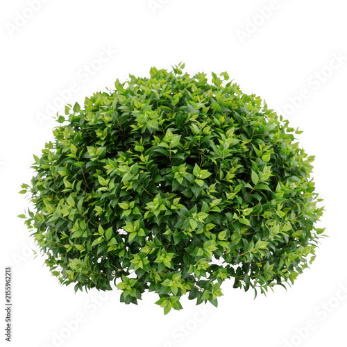 Lush Rounded Ornamental Green Shrub Isolated on White Background for Garden Landscape Design and Natural Decorative Plant Architecture