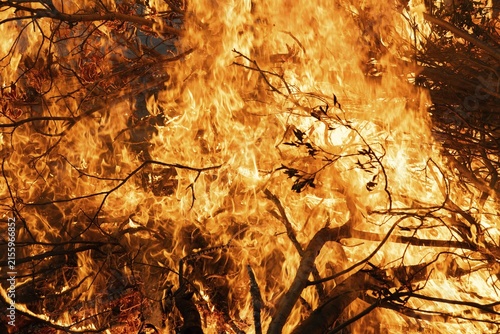 High flames burn thick branches in intense fire, Finland