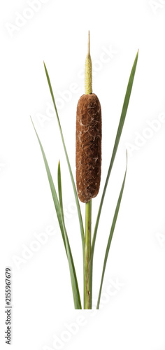 Obraz na plátně Close-up of a cattail plant with its distinctive brown fuzzy seed head and green