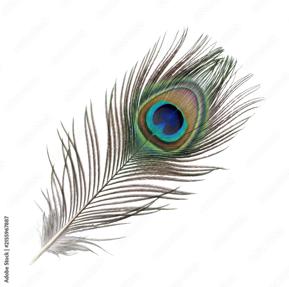 Fototapeta premium Single peacock feather with iridescent eye-spot detail on a white background