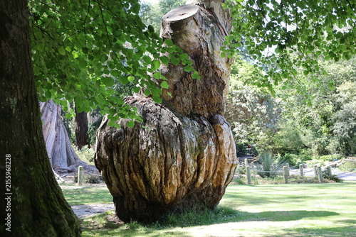 Фотография large burl, woody bulbous growth, ancient sweet chestnut tree (Castanea-sativa)