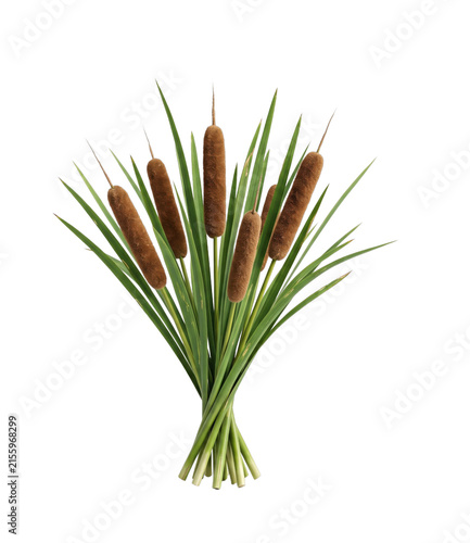 Fotografie A Bunch of Cattails with Long Green Leaves on a White Background