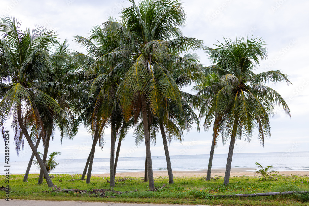 Fototapeta premium Tropical Coconut Palm Trees on a Sandy Beach under a Cloudy Sky,A scenic view of a cluster of tall coconut palm trees (Cocos nucifera) lining a sandy beach with lush green vegetation in the foreground