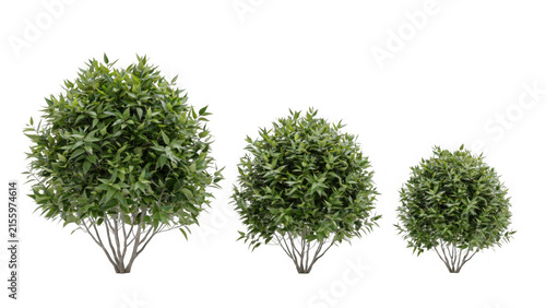 Three distinct lush green garden shrubs of varying sizes isolated on a clean white background for professional landscape design projects