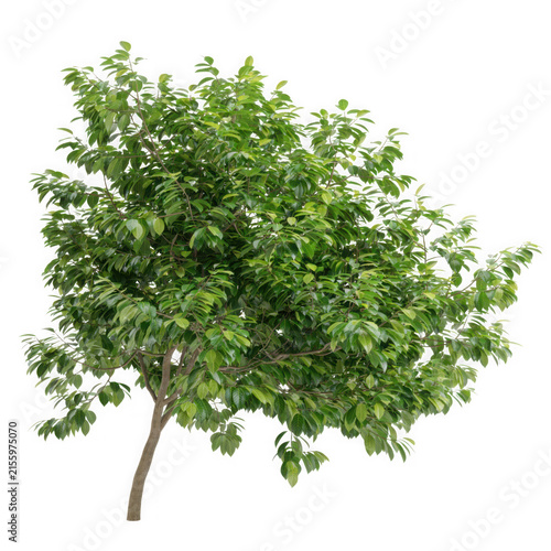 Lush Green Tree with Detailed Foliage Isolated on a White Background for Professional Landscape Design and Architectural Visualization Projects