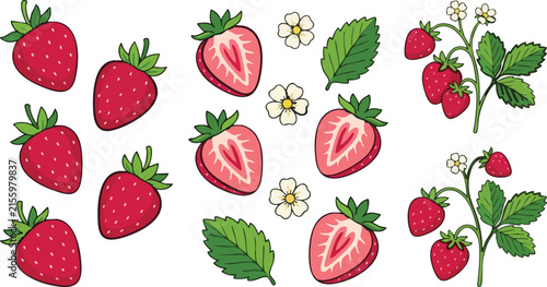 Strawberry illustration with whole fruits fruit berries