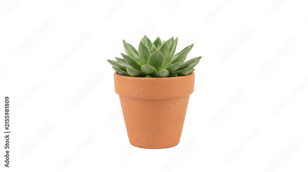 Fototapeta premium Small green succulent plant in a terracotta pot on a white background