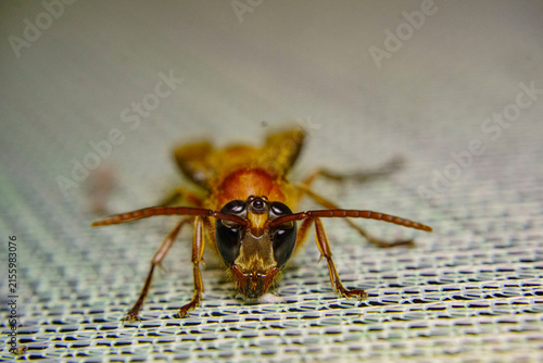 Cuadro en lienzo Extreme close-up macro portrait of a wild forest wasp face looking directly at the camera