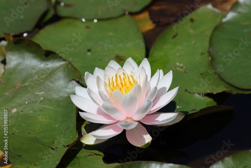 lone pale pink, white multi-petaled cup-shaped water lily blossom, yellow central stamens, round notched green leaves (Nymphaea) (macro, close-up, sunshine) 6064