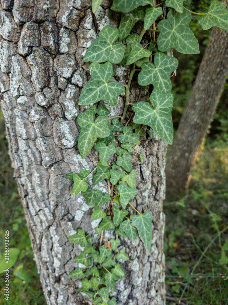 Fototapeta premium Green ivy climbs up the rough bark of a tree trunk in a forest setting during the day