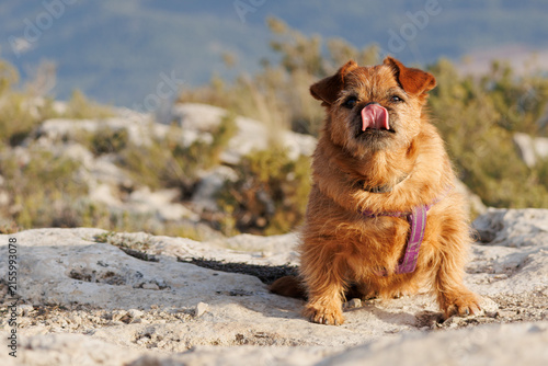 Perro mestizo sentado sobre rocas al aire libre relamiéndose la nariz con espacio para texto