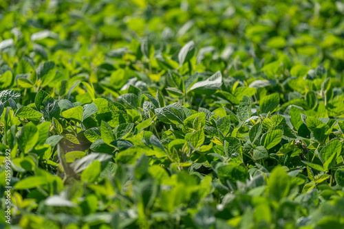 Foto Vibrant green soybean plants thriving in a sunny field during the growing season