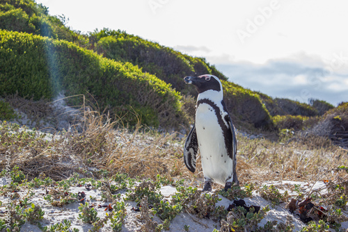Foto South African penguin