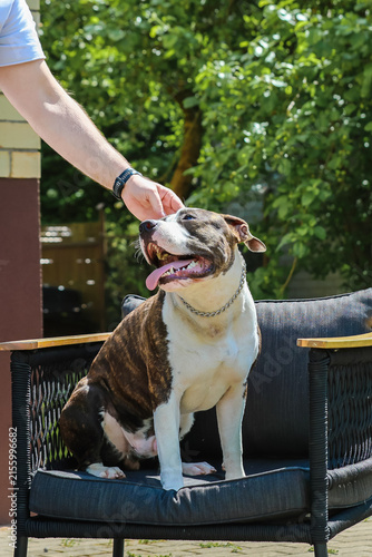 A man's hand pets a happy Staffordshire Terrier sitting on a garden chair.